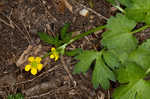 Hairy buttercup